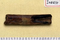 藏品(肢骨一段)的圖片